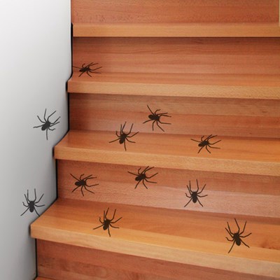 עכבישים בכל מקום