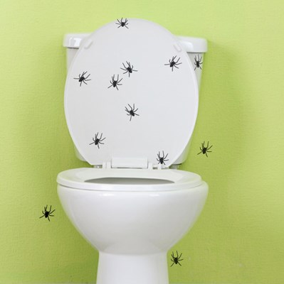 עכבישים בכל מקום